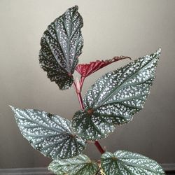 Begonia Benigo Live Plant A