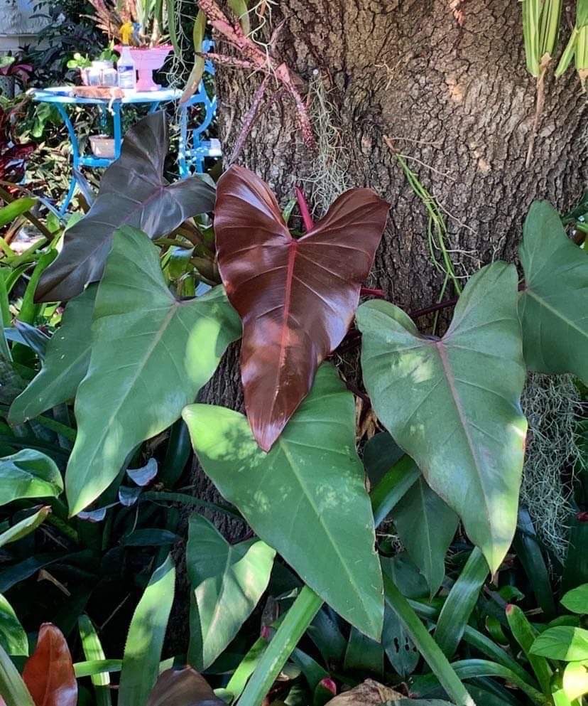 Dark Lord philodendron
