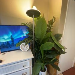 Plants, Lamp And Brand New Tv