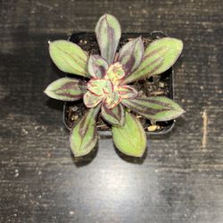 Succulents In 3 In Pots 