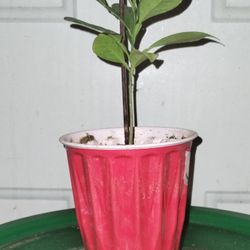 Lemon 🍋 Tree Plant (Organic)