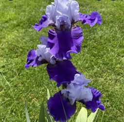 Purple Bearded Irises