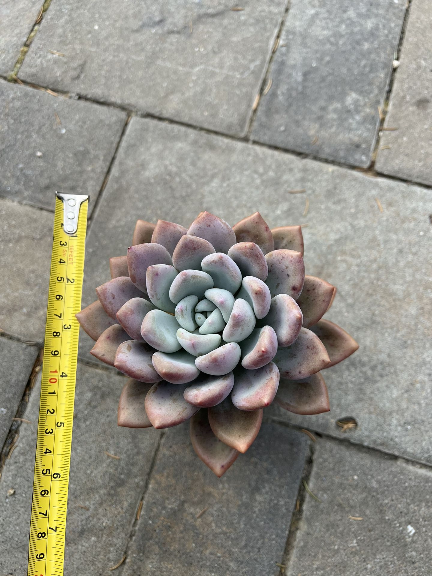 Succulents
