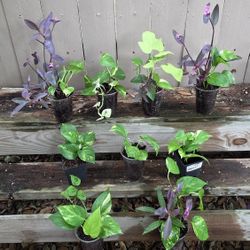 Assorted Plants Arrangements 