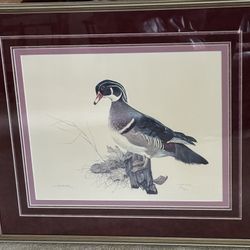 Picture Of Wood Duck