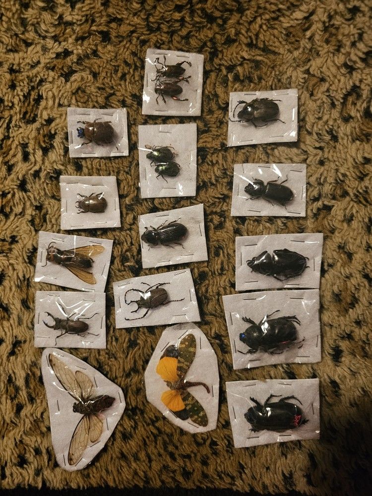 Bugs For Taxidermy Displays