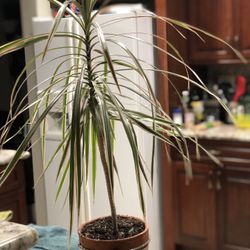 Beautiful and Elegant plant