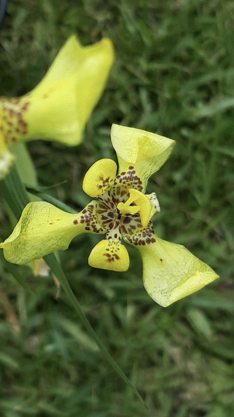 *$2 to $4* Yellow Walking Iris Plants | Steyermark's Trimezia | Yellow Flower