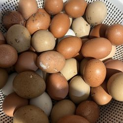 ORGANIC Real Fresh Eggs from Home-owned Chickens