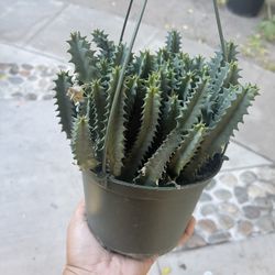 6” Huernia Zebrina