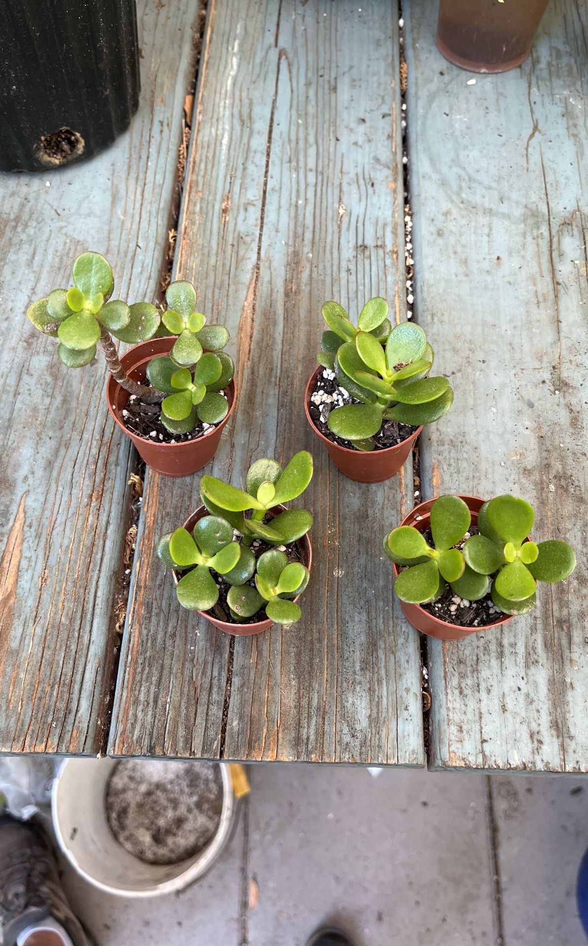 Jade Plants In 2” Pots