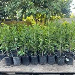 Ficus For Privacy Hedges - 1 Gallon