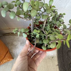 Elephant Bush Succulent Plant 