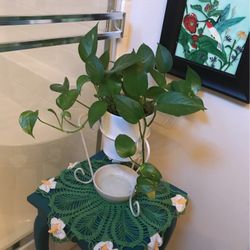 Natural Plant Without The Stand