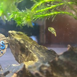 Pea Puffer