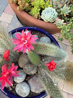 Flowering Cactus in Blue Ceramic Pot