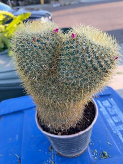 Mammillaria