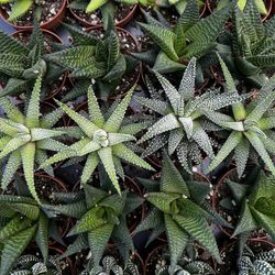 2” Haworthia- Low Light Plants 