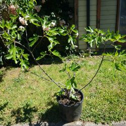 Fig Tree