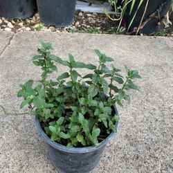 Yerba Buena Plant MINT 