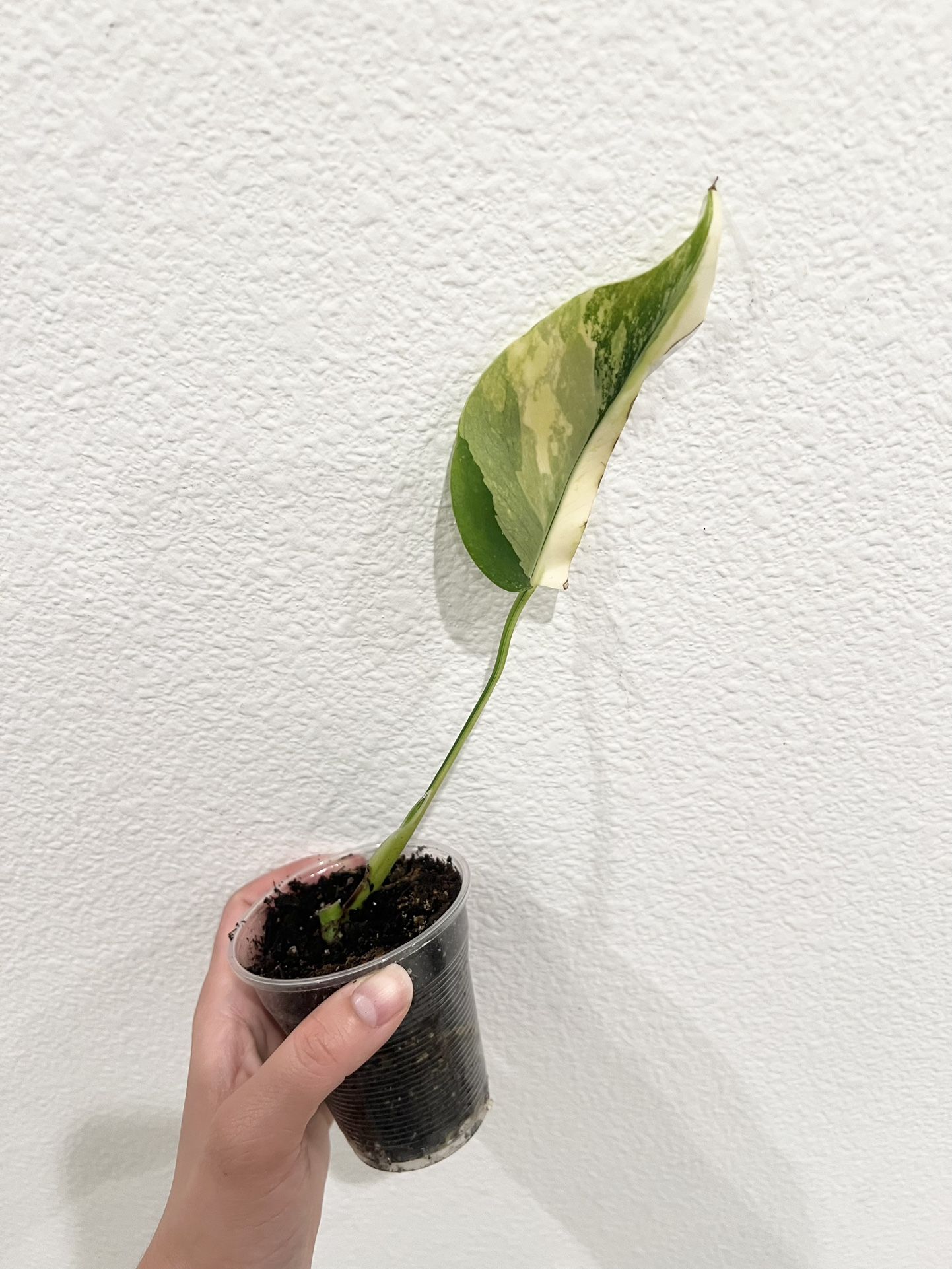 Monstera Aurea