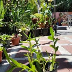 Sun loving orchid see photo of flowers red, yellow,combination Of  orange & red  in small pot