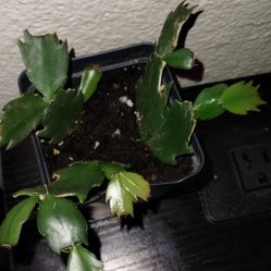 Thanksgiving Cactus 