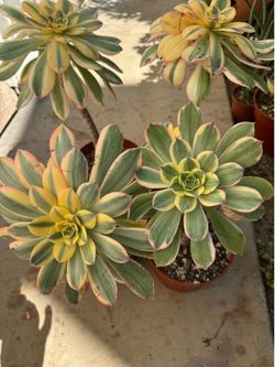 Aeonium plants
