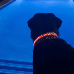 50 Light Up Dog Collar