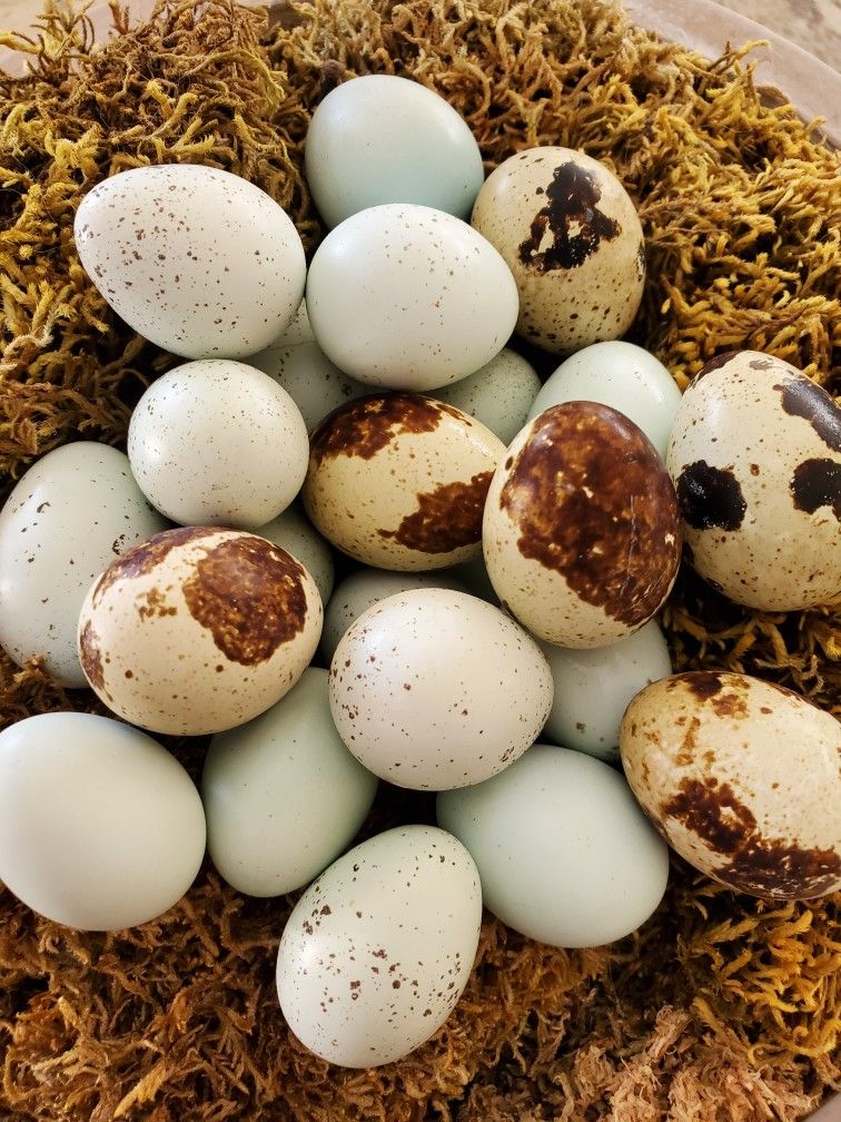 Button Quail Eggs