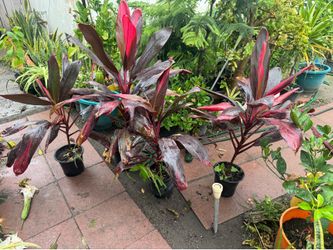 Hawaiian Red Cordyline 12$ each