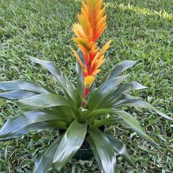 BROMELIAD (6” Pot) Striking colors that light up your space.