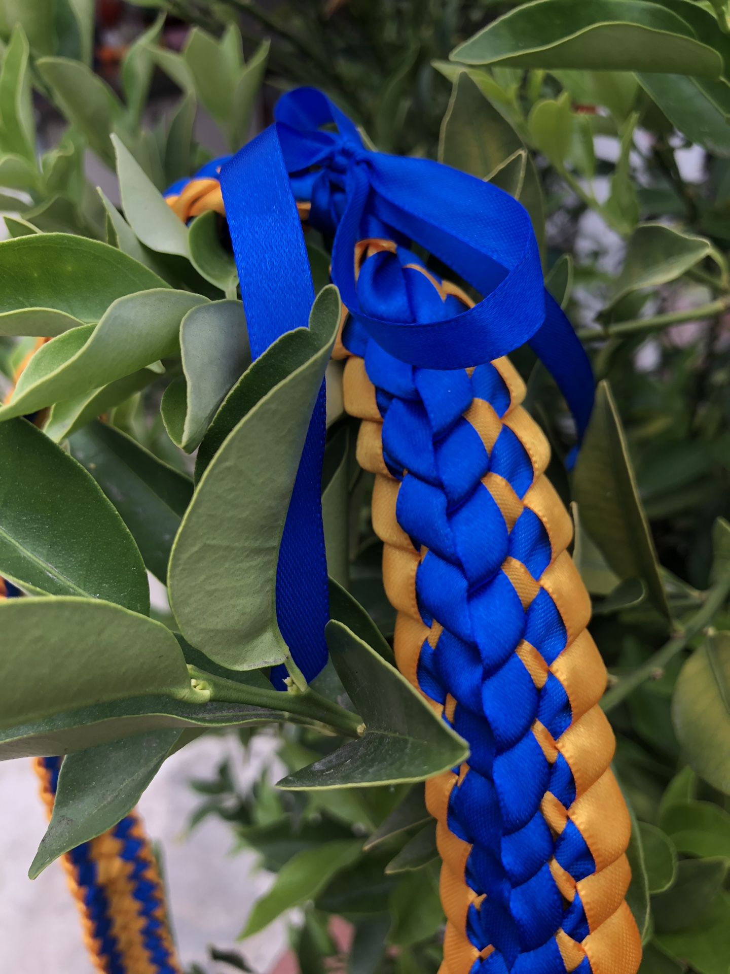 Royal Blue and Gold Graduation lei or white coat ceremony lei