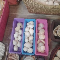 Scotch Bonnet and Sundial