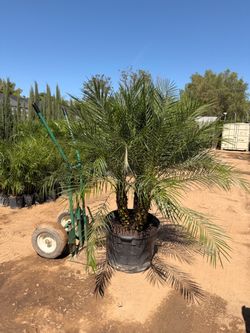 Pygmy palms 25 gallons