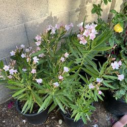 5 Gal Petite Pink Oleanders 