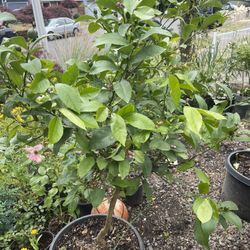 Plant For Sale 