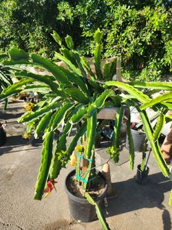 Dragon fruit plant