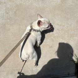 dog collar and leash