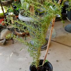planta de romero