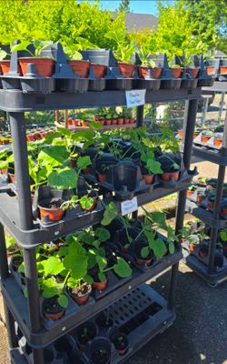 Plant Starts!
