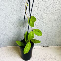 Hoya  Elliptica Plant 