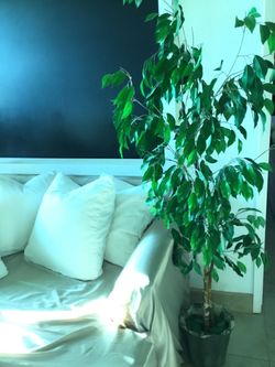 Silk Tree