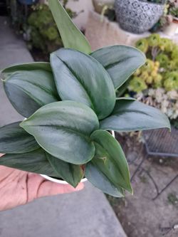 Scindapsus Treubii Moonlight Plant $18
