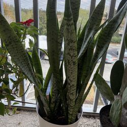 Large Snake Plant