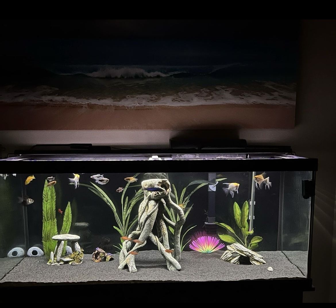 75 Gallon Fish Tank With Everything You Need
