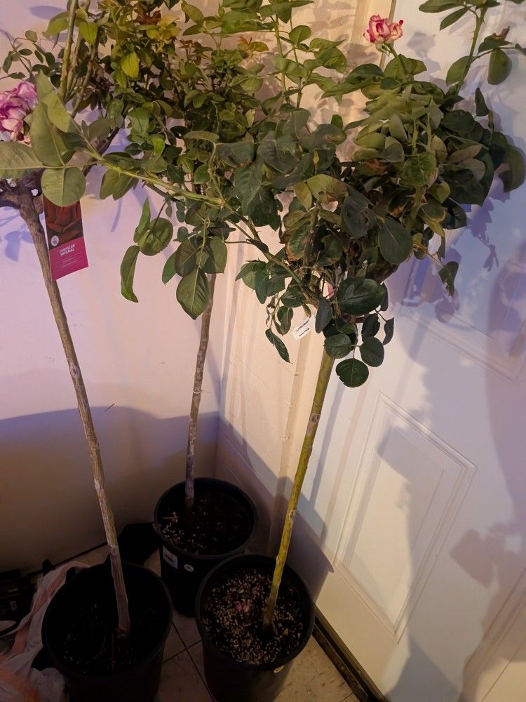 6 Rose Bushes