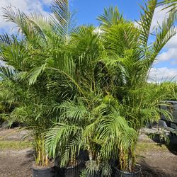 arecas all sizes  available 8/9 feet only $80 also Bird  of paradise  available 