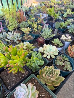 Plants