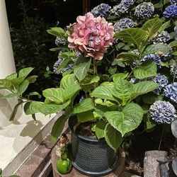 Garden Plant Hydrangea